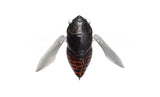 MEGABASS GRAND SIGLETT