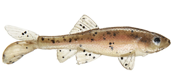 LITTLE CREEPER ALL AMERICAN TRASH FISH SWIMBAITS 2PK – The Bass Hole