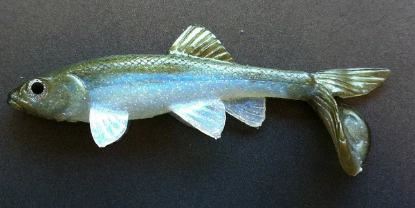 LITTLE CREEPER ALL AMERICAN TRASH FISH SWIMBAITS 2PK – The Bass Hole LITTLE CREEPER ALL AMERICAN TRASH FISH SWIMBAITS 2PK – The Bass Hole