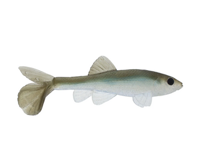 LITTLE CREEPER ALL AMERICAN TRASH FISH SWIMBAITS 2PK – The Bass Hole