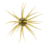 HIDEUP COIKE FULLCAST CREATURE BAIT