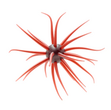 HIDEUP COIKE FULLCAST CREATURE BAIT