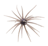 HIDEUP COIKE 17MM CREATURE BAIT