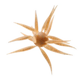 HIDEUP COIKE FISH L CREATURE BAIT