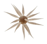 HIDEUP COIKE FISH L CREATURE BAIT