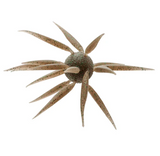 HIDEUP COIKE FISH L CREATURE BAIT