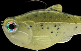 BULL SHAD BACCA BURRITO NACHO SWIMBAIT
