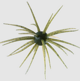 HIDEUP COIKE 17MM CREATURE BAIT