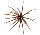 HIDEUP COIKE 17MM CREATURE BAIT