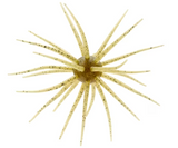 HIDEUP COIKE 17MM CREATURE BAIT