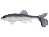 LITTLE CREEPER ALL AMERICAN TRASH FISH SWIMBAITS 2PK