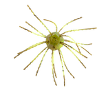 STRIKE KING TUMBLEWEED FLOATING