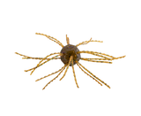 STRIKE KING TUMBLEWEED SALTED