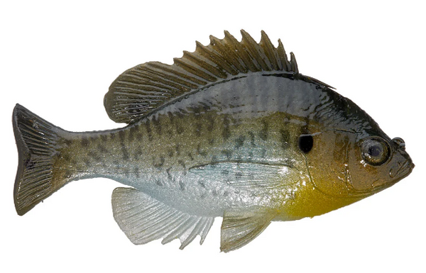 HUDDLESTON DELUXE BLUEGILL TOP HOOK SWIMBAITS – The Bass Hole HUDDLESTON DELUXE BLUEGILL TOP HOOK SWIMBAITS – The Bass Hole