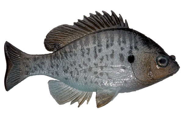 bass lure huddleston HUDDLESTON DELUXE BLUEGILL TOP HOOK SWIMBAITS – The Bass Hole